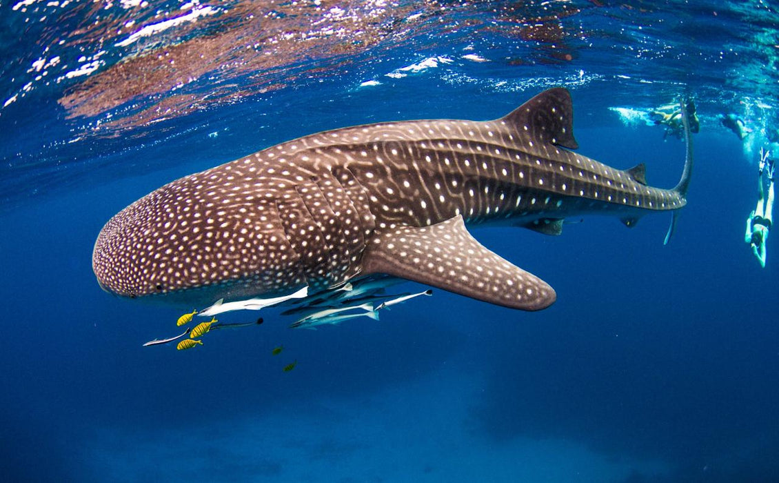 Whale Shark Adventure Swim Exmouth - We Wander