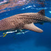 Whale Shark Adventure Swim Exmouth - We Wander