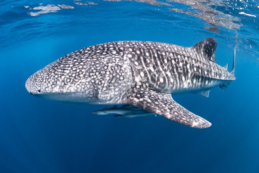 Whale Shark Adventure Swims Exmouth - We Wander