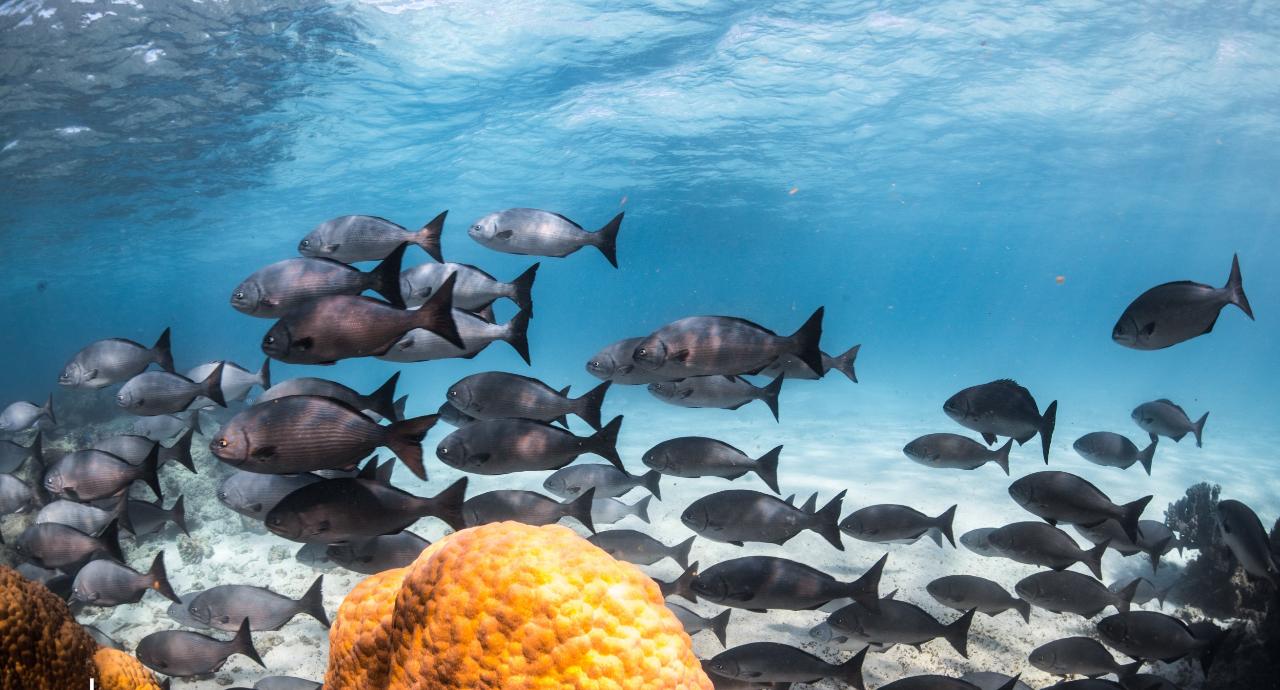 Whale Shark Adventure Swims Exmouth - We Wander