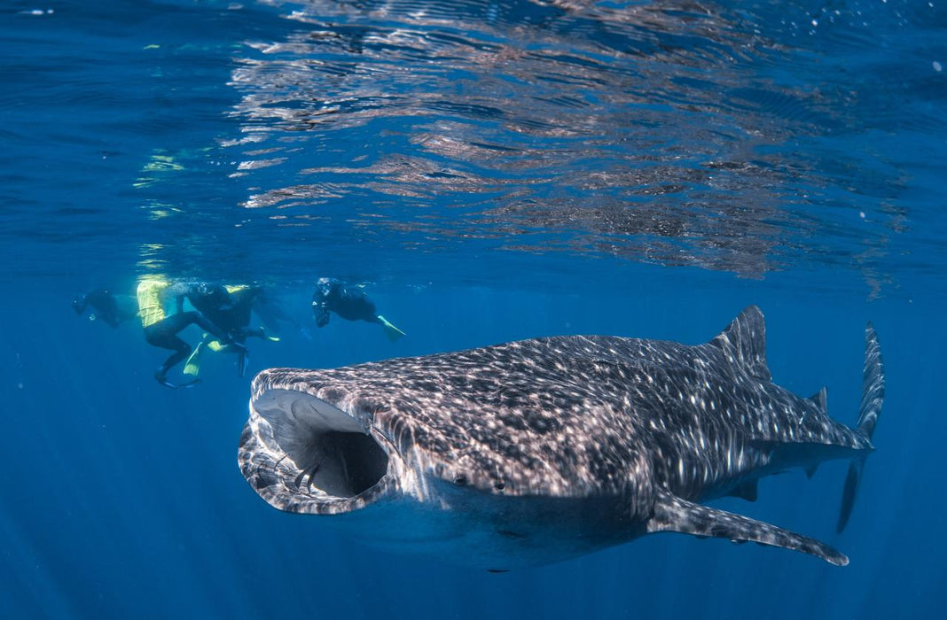 Whale Shark Adventure Swims Exmouth - We Wander