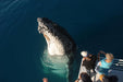 Whalesong Whale Watch Tour