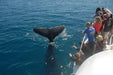 Whalesong Whale Watch Tour