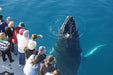 Whalesong Whale Watch Tour