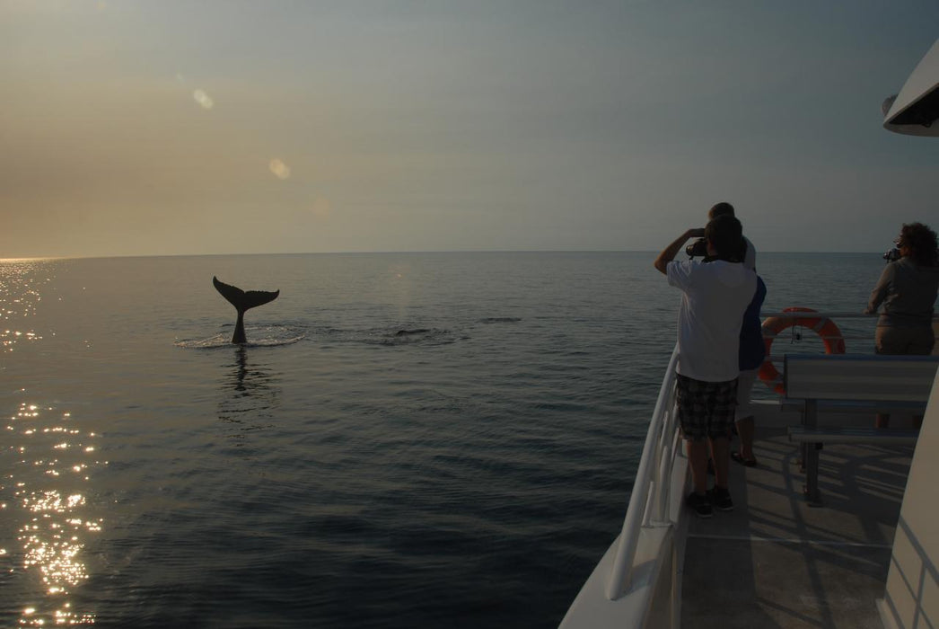 Whalesong Whale Watch Tour - We Wander