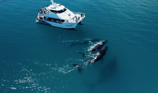 Whalesong Whale Watch Tour - We Wander