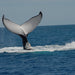 Whalesong Whale Watch Tour - We Wander