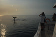 Whalesong Whale Watch Tour - We Wander