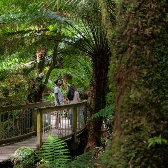 Wildlife Tours Australia: Great Ocean Road Rainforest Tour - We Wander