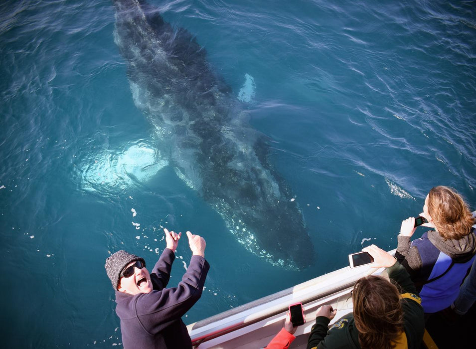 Wilsons Prom Whale Cruise - We Wander