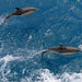 Wilsons Prom – Whale Cruise - Family - We Wander