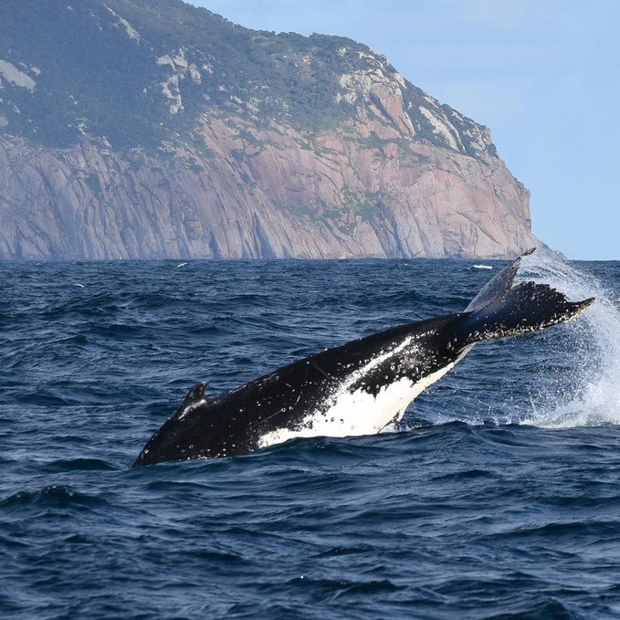 Cruise Experiences in Australia