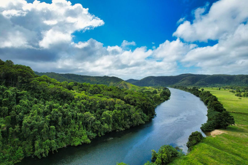 Crocodile Express Daintree Rainforest & Wildlife Cruise From Daintree Ferry Gateway