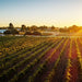 Wine Immersion At Mandoon Estate - We Wander