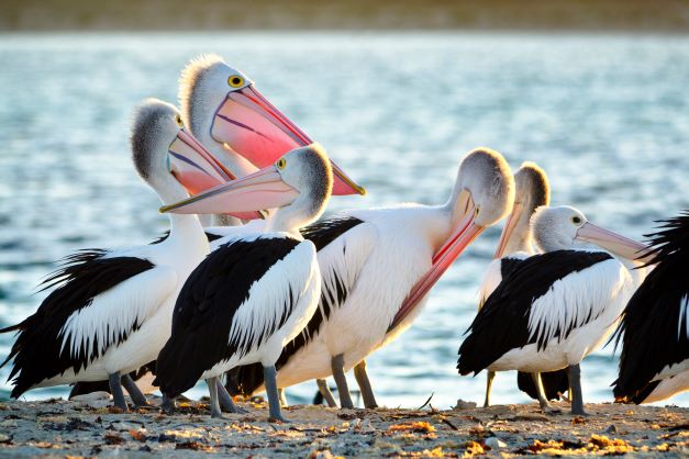 Winter Wildlife Cruise Includes Fresh Fish & Chips Lunch - We Wander