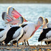 Winter Wildlife Cruise Includes Fresh Fish & Chips Lunch - We Wander