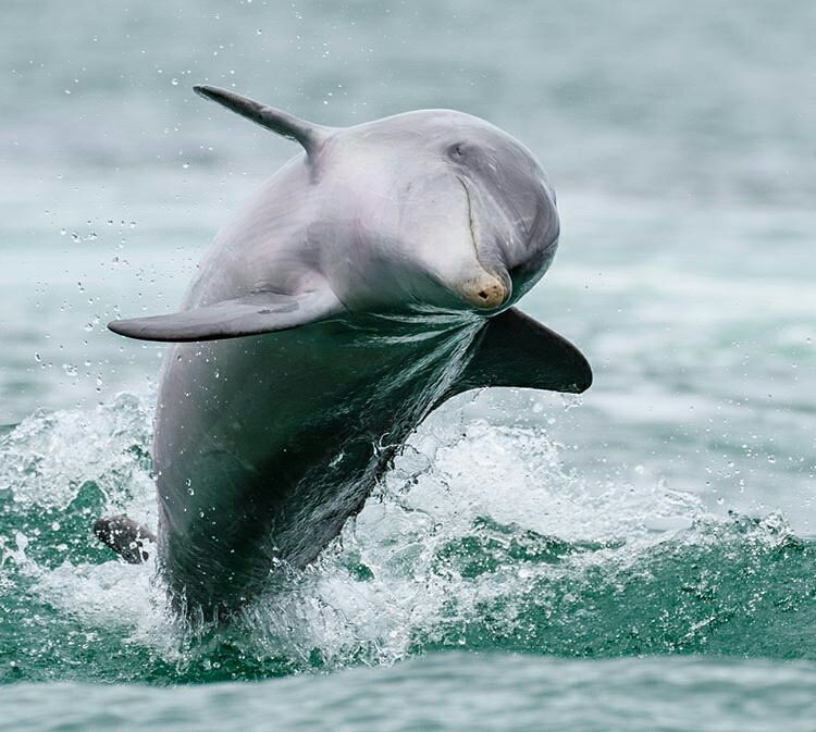 Winter Wildlife Cruise Includes Fresh Fish & Chips Lunch - We Wander