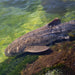 Zebra Shark Encounter With Entry Pass - We Wander