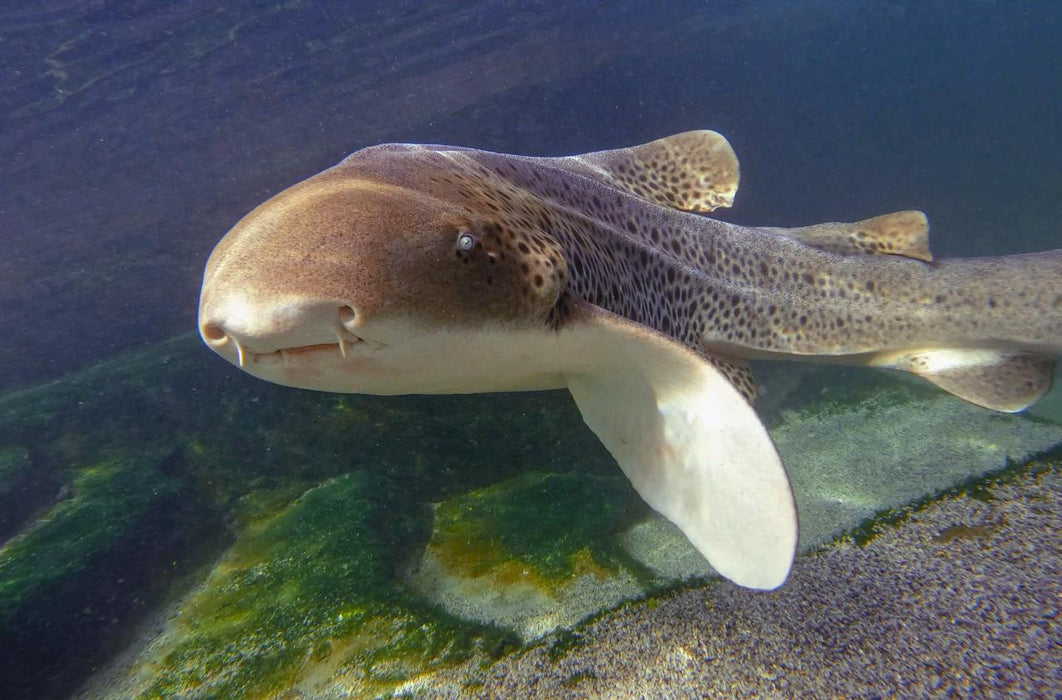 Zebra Shark Snorkel With Entry Pass - We Wander